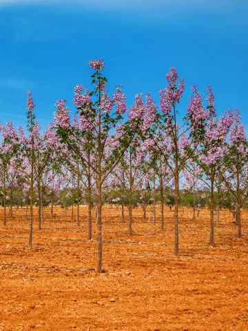 Paulownia Deest02