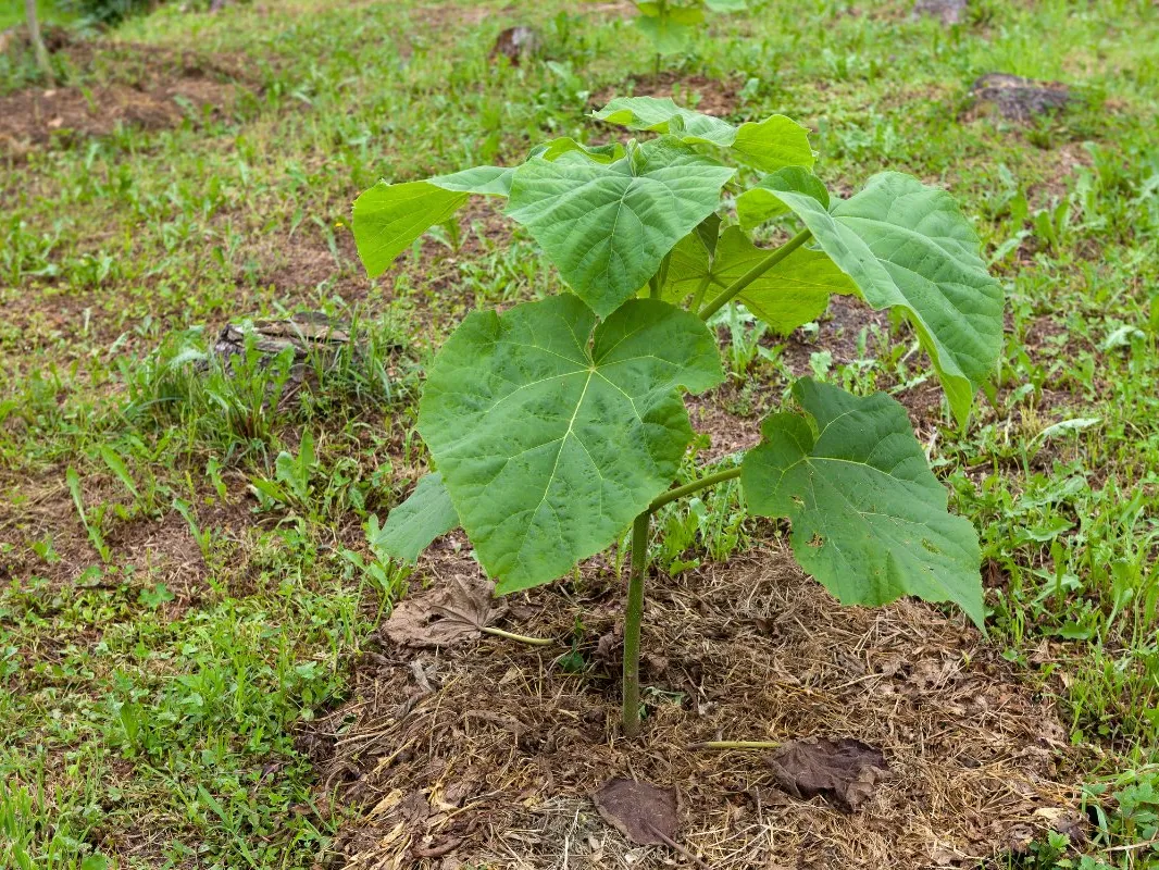 Paulownia Deest03