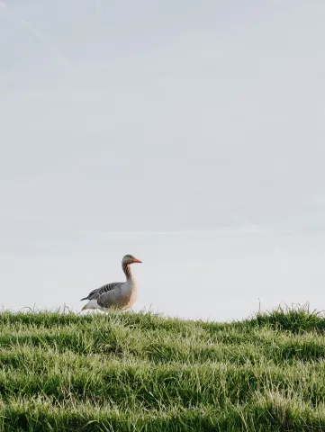 Blijvendgrasland04