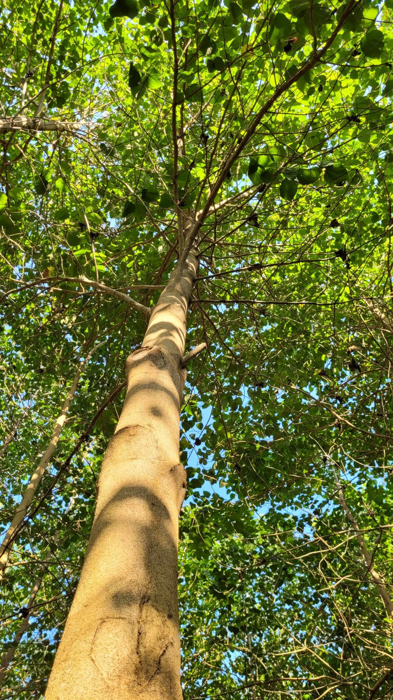 Mexican Reforestation (1)