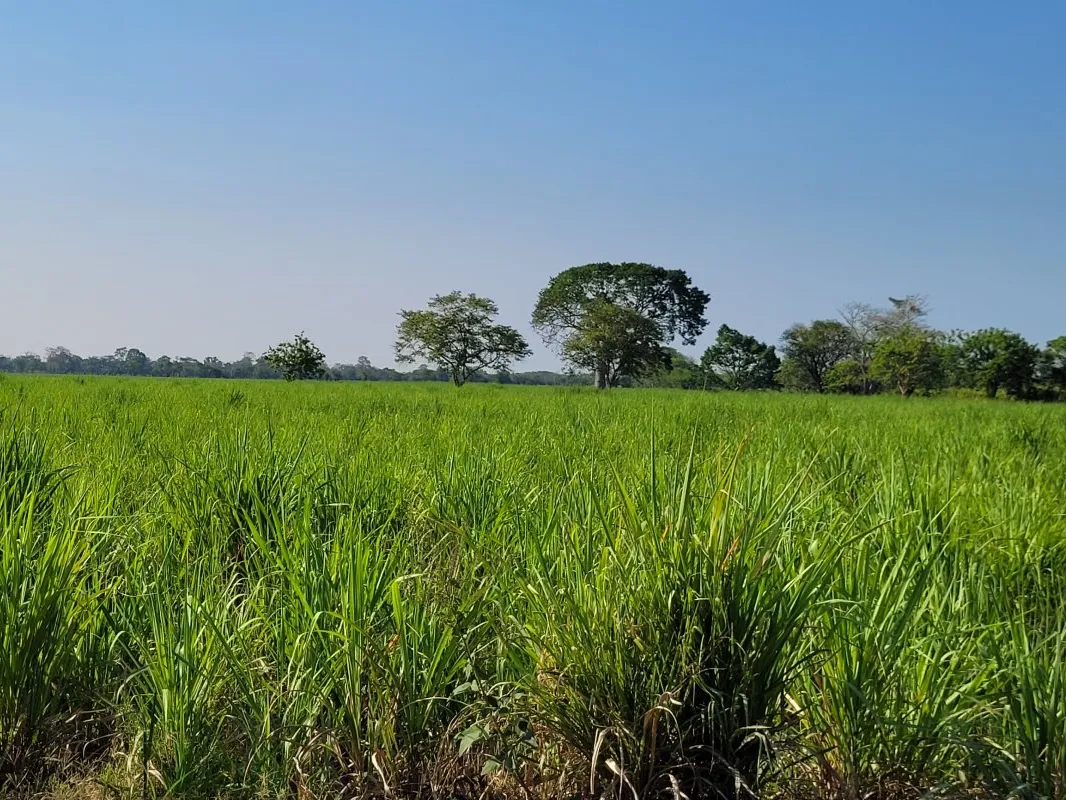 Mexican Reforestation (2)