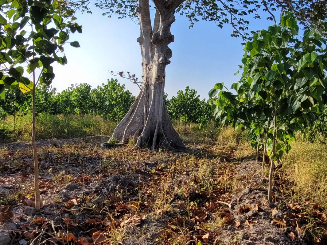 Mexican Reforestation (4)
