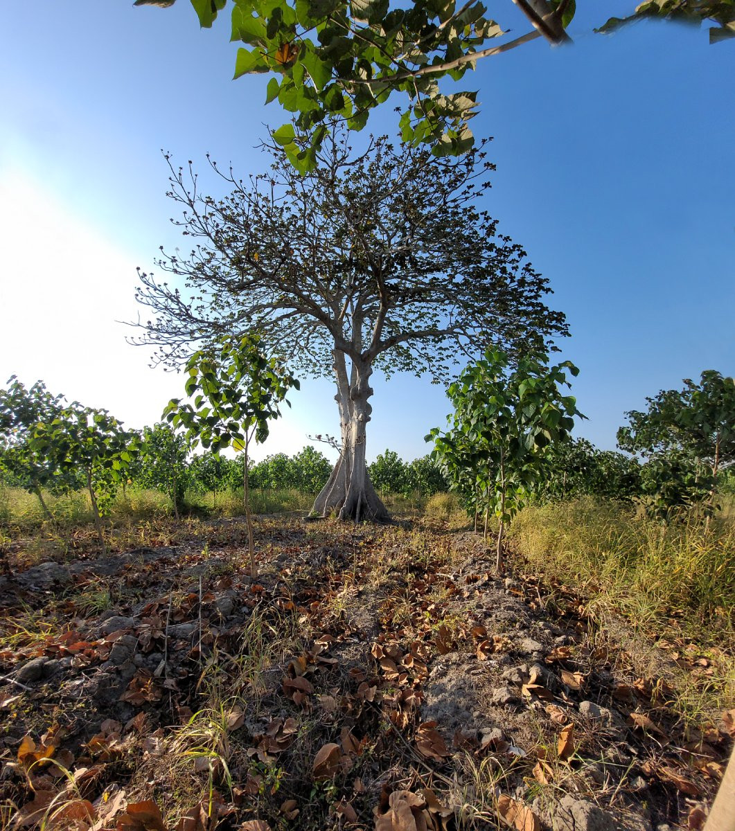 Mexican Reforestation (5)