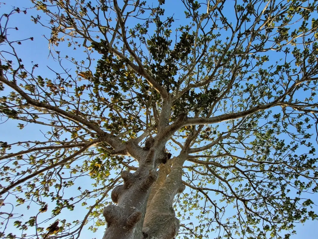 Mexican Reforestation (6)