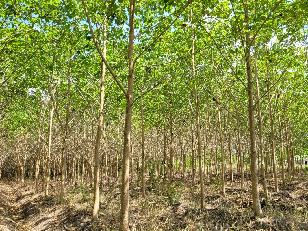 Mexican Reforestation (8)