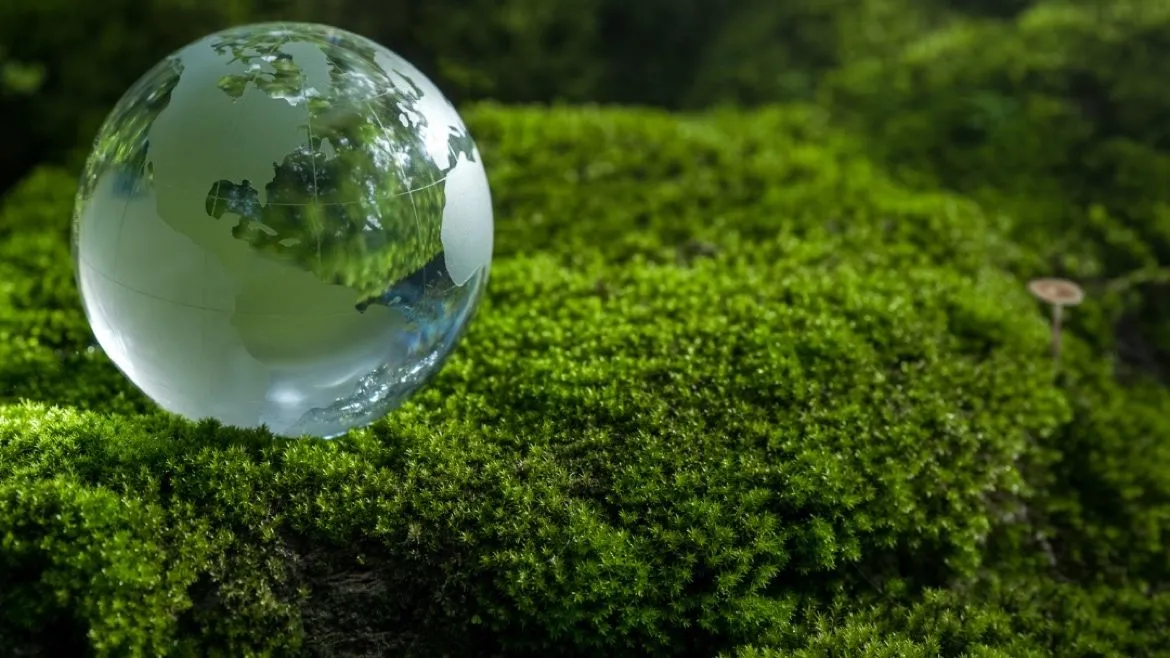 Waarom Kun Je Co2 Uitstoot Niet Compenseren Met Bestaande Bossen Alleen