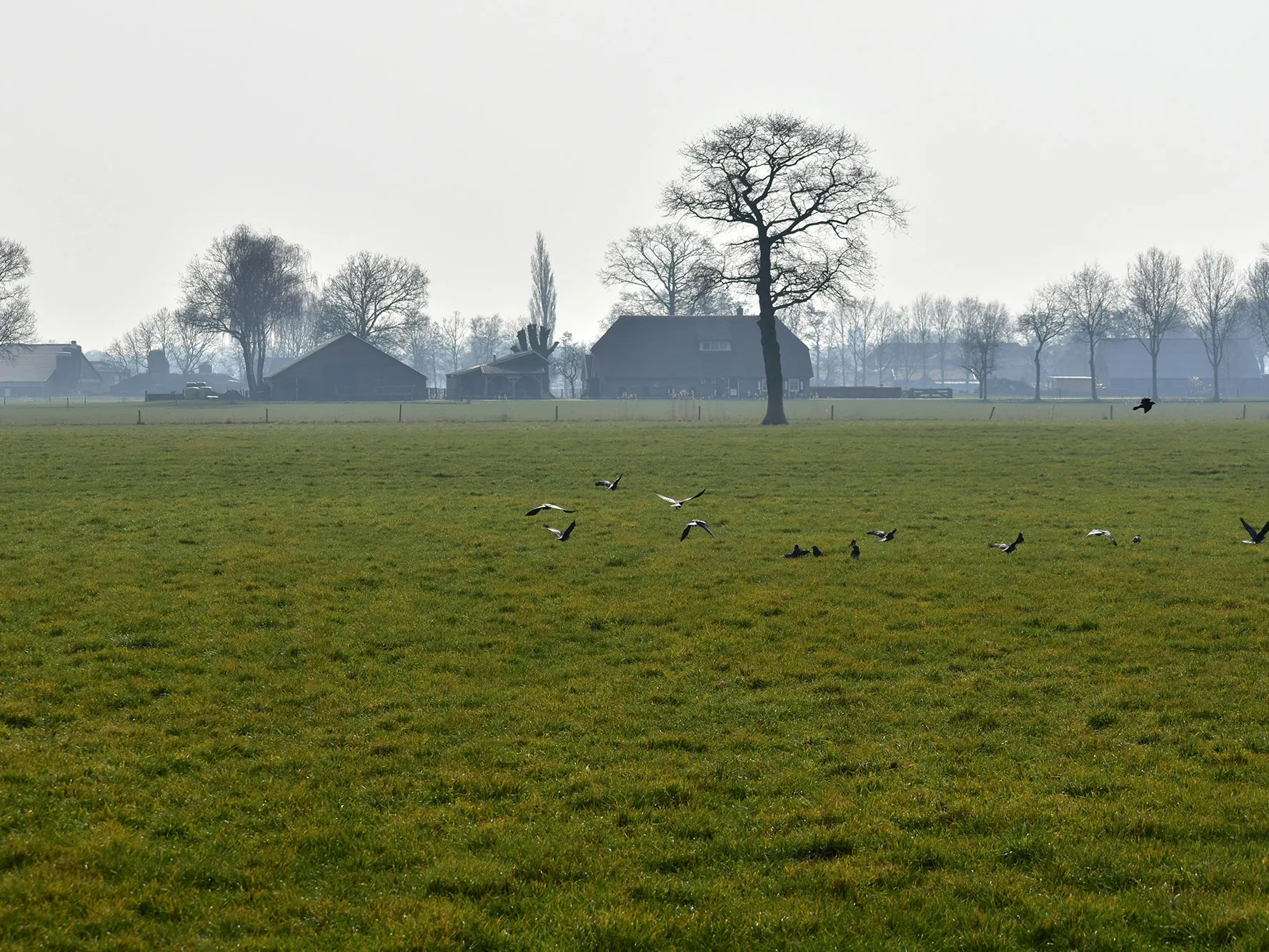Blijvendgrasland08
