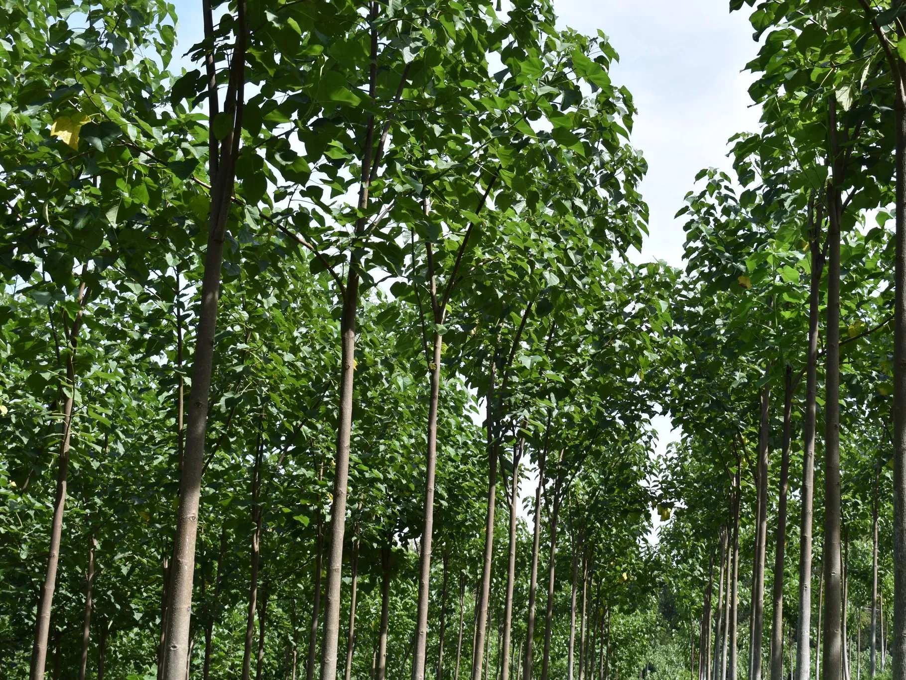 Naturevest12