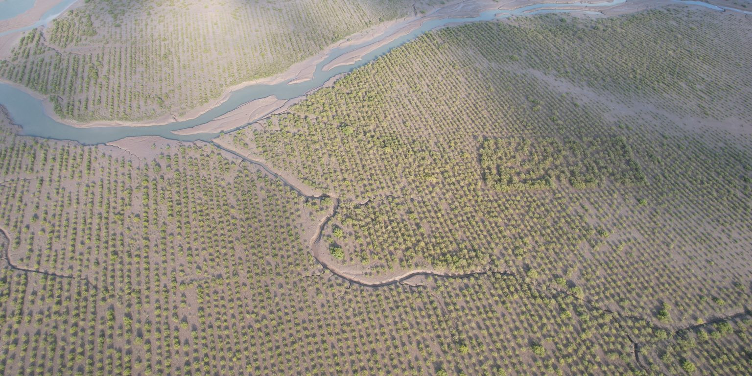 Delta Blue Carbon (3)