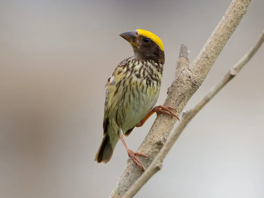 Delta Blue Carbon (5)