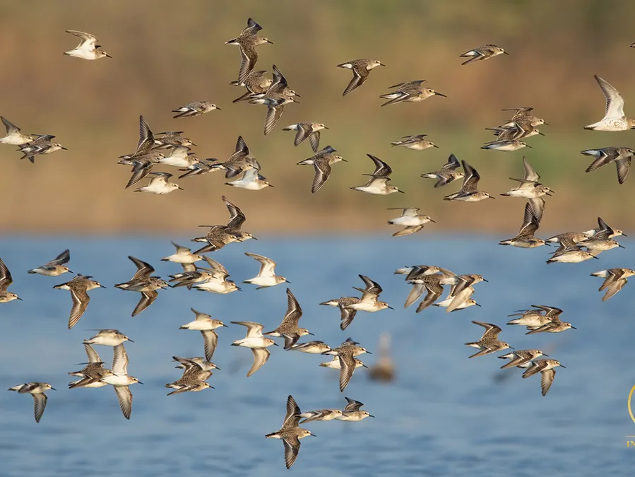 Delta Blue Carbon (6)