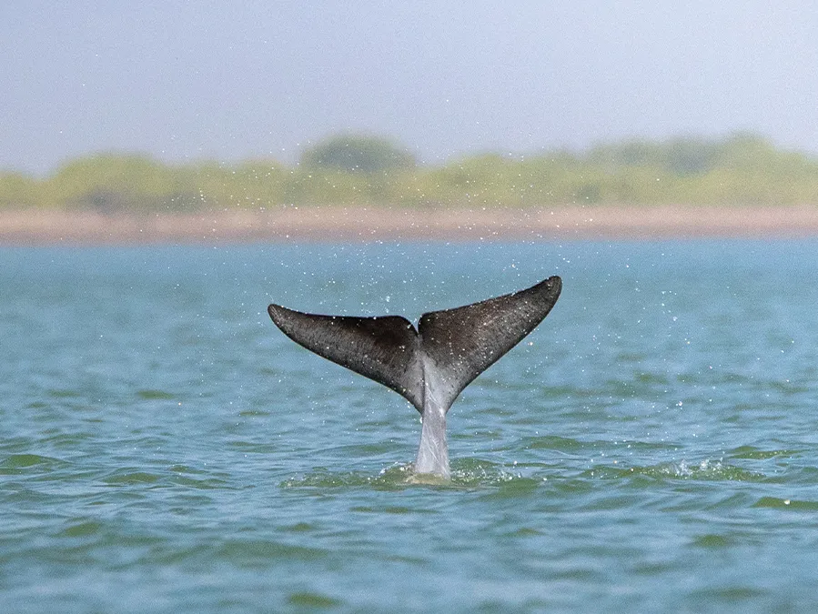 Delta Blue Carbon (7)