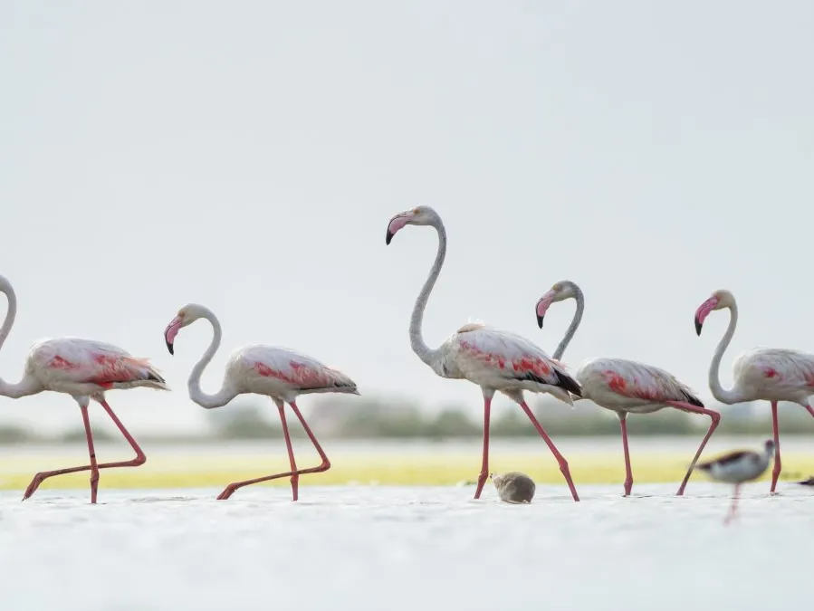 Delta Blue Carbon (9)