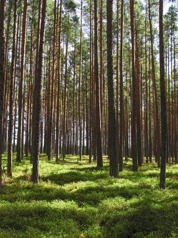 Forest Trees