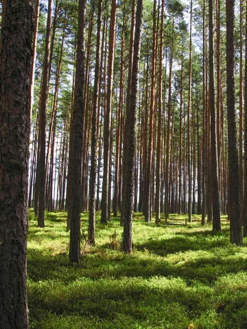 Forest Trees