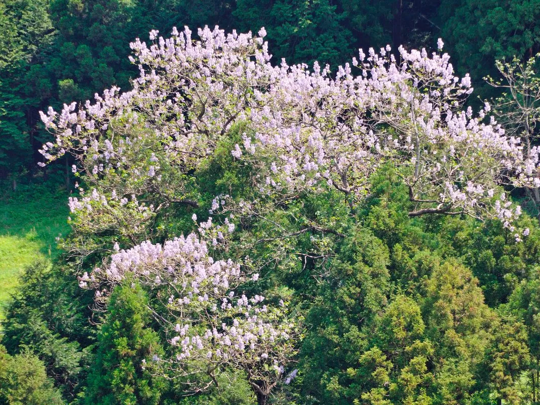 Paulownia Deest04