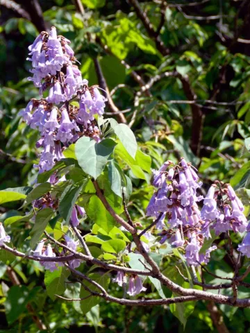 Paulownia Deest05