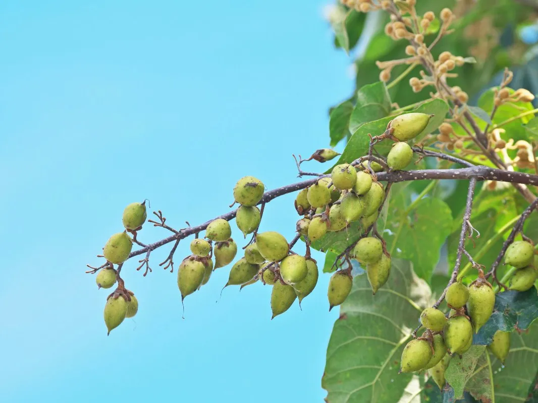 Paulownia Deest06