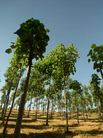 Naturevest01