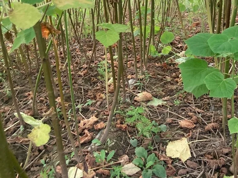 Paulownia Deest08